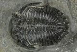 Detailed Hollardops Trilobite Fossil - Ofaten, Morocco #343268-1